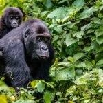 Is Rwanda better than Uganda for gorilla trekking