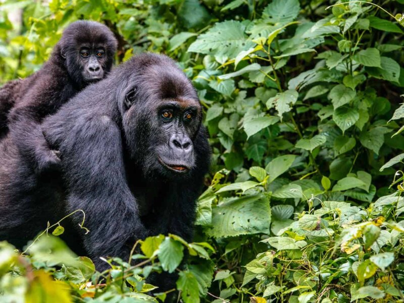 Is Rwanda better than Uganda for gorilla trekking