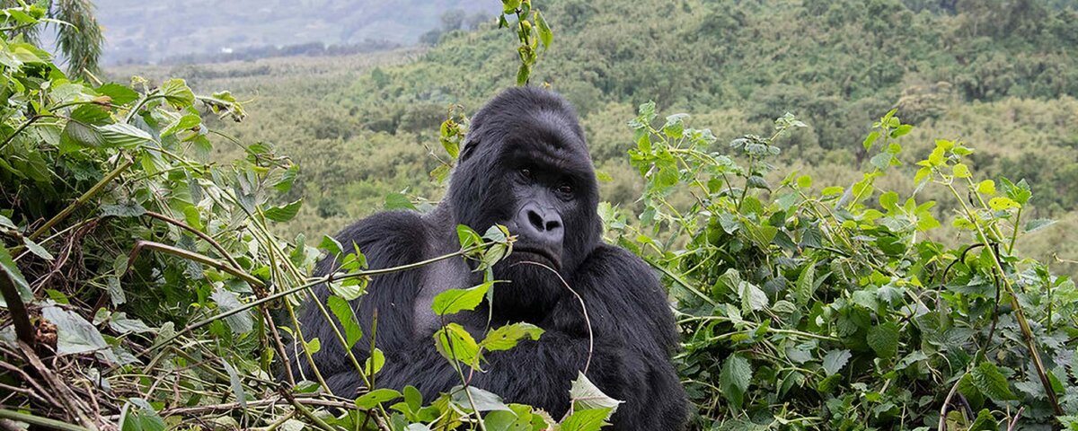 Is Uganda the cheapest gorilla trekking destination