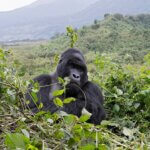 Is Uganda the cheapest gorilla trekking destination