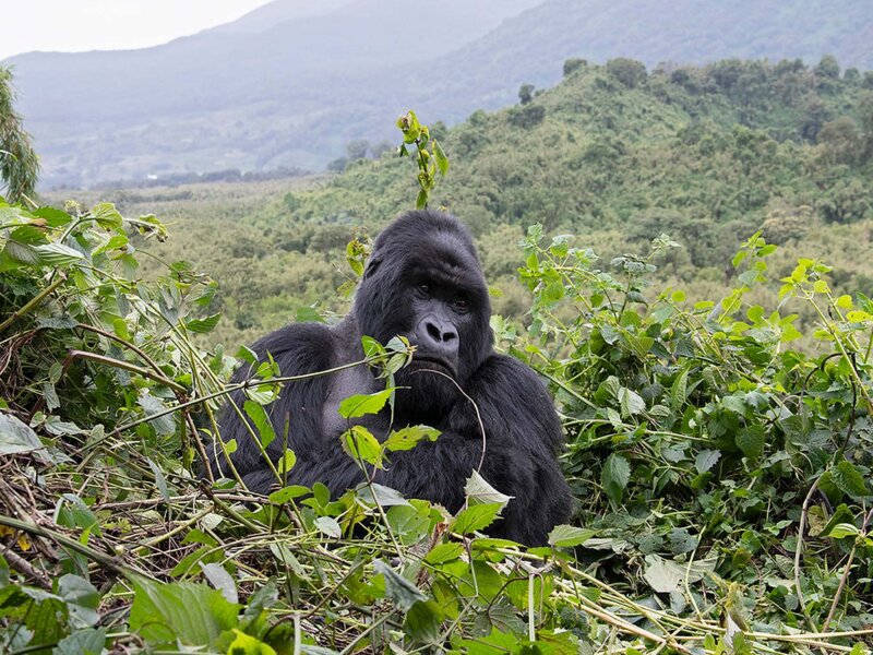 Is Uganda the cheapest gorilla trekking destination