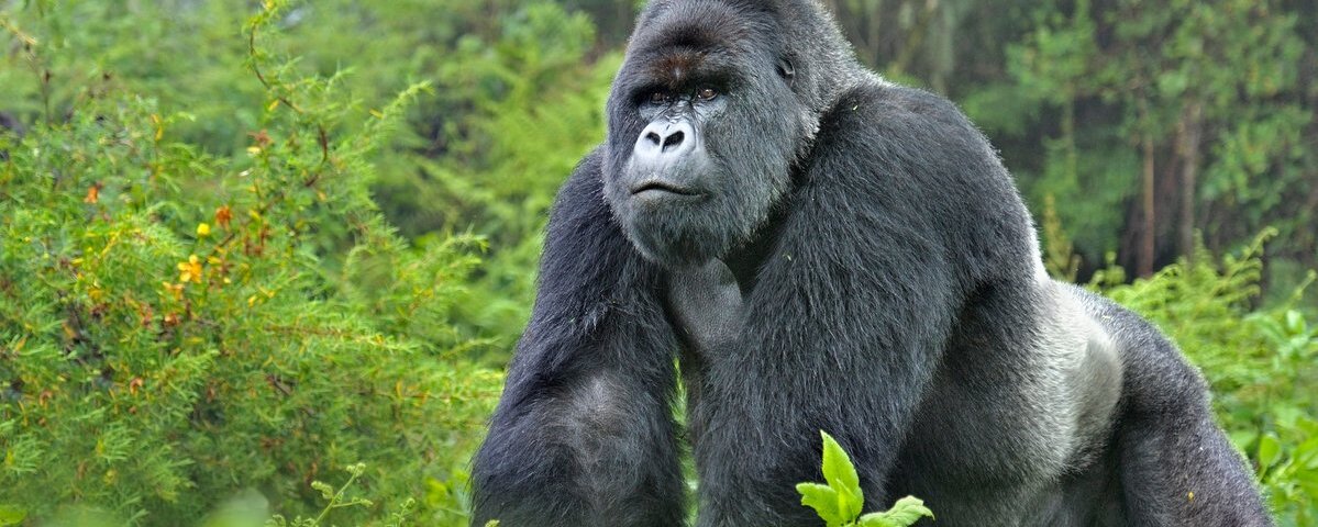 Is gorilla trekking in Rwanda worth it