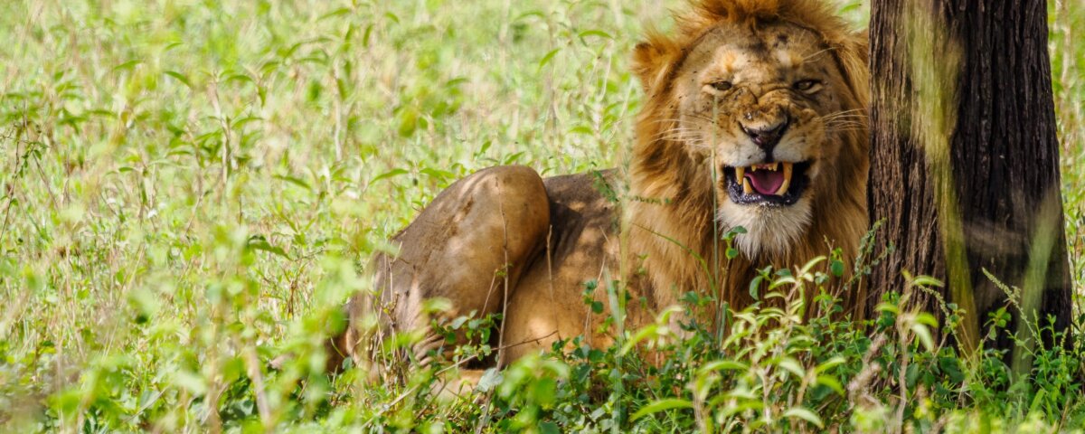 How Do I Book Tanzania Safari Tours