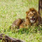How Do I Book Tanzania Safari Tours