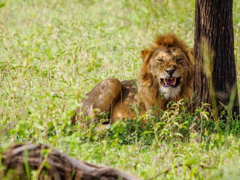 How Do I Book Tanzania Safari Tours