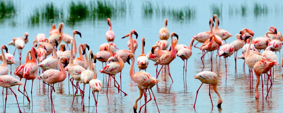 What Animals Are Found in Tsavo?