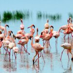 What Animals Are Found in Tsavo?