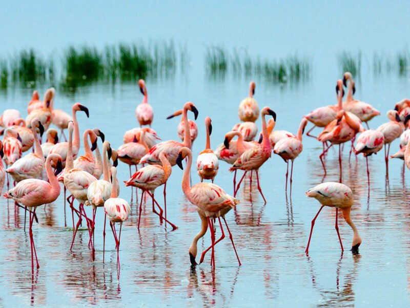 What Animals Are Found in Tsavo?