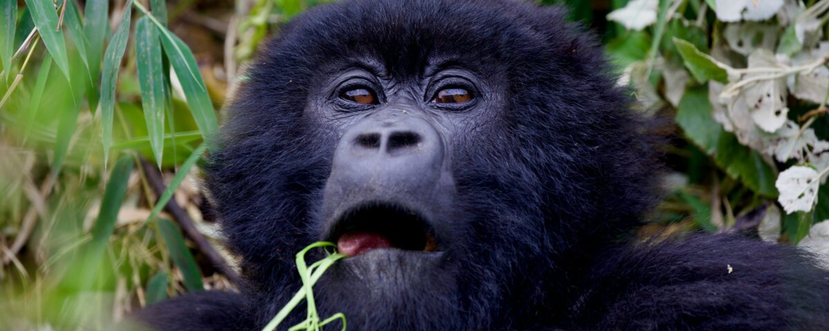 What Animals Can I See Besides Gorillas in Rwanda