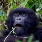 What Animals Can I See Besides Gorillas in Rwanda