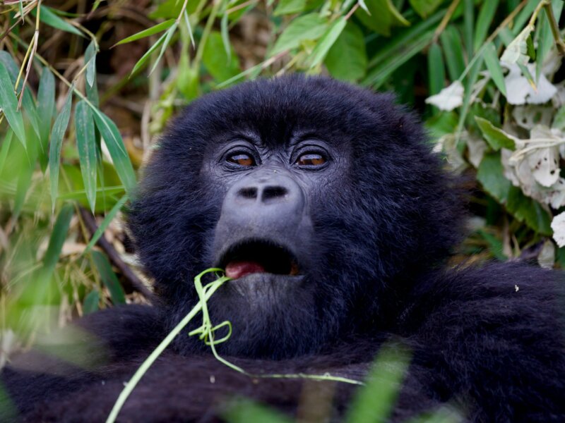 What Animals Can I See Besides Gorillas in Rwanda