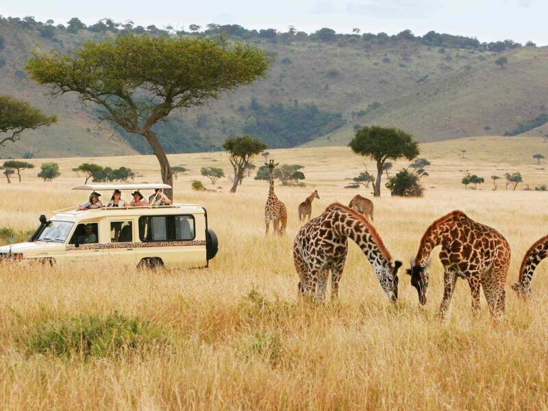 What Are the Best Family Safari Adventures in Kenya?