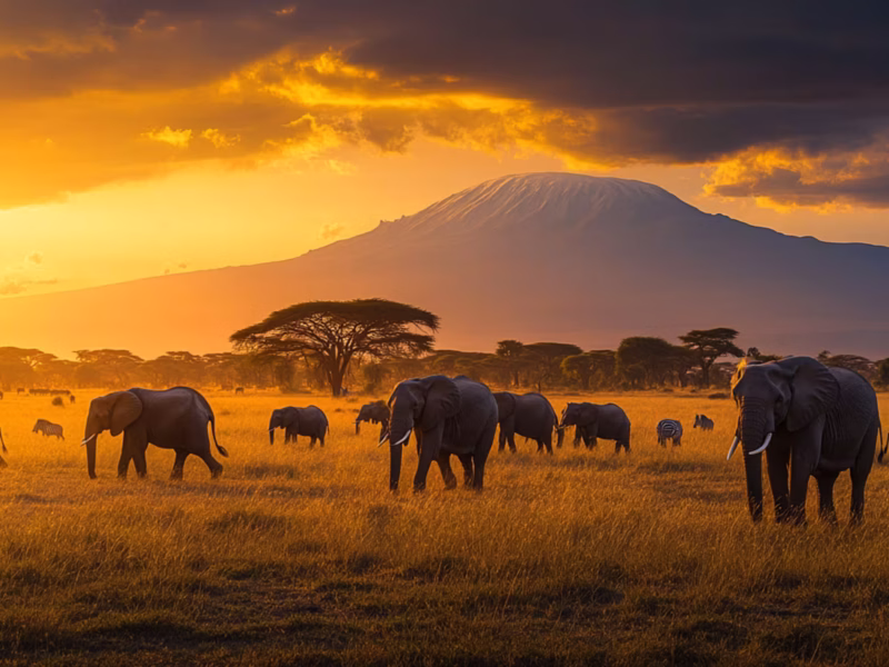What Are the Best Kenya Safari Experiences During Migration Season?