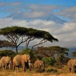 What Are the Best Kenya Safari Parks for Scenic Photography?