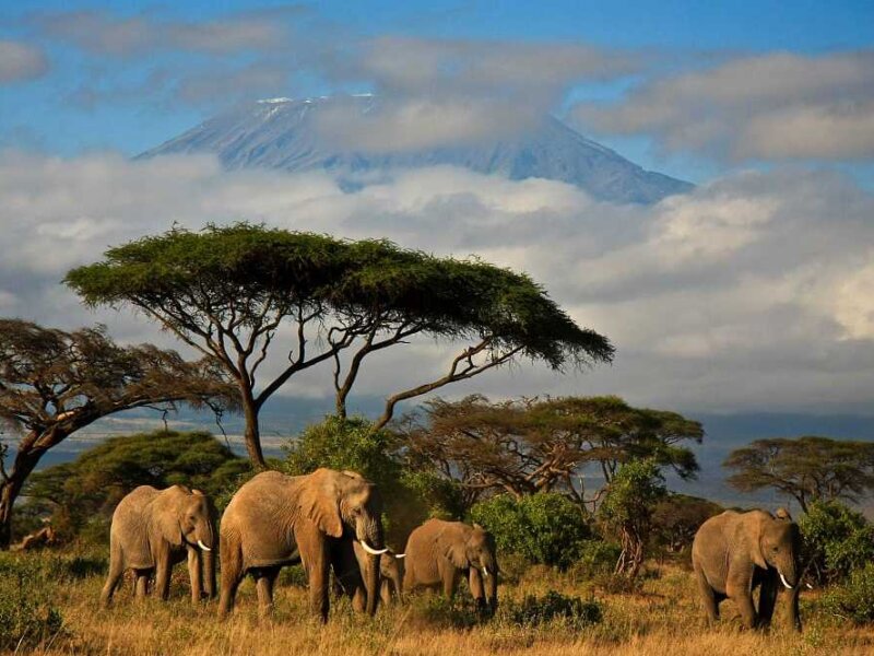 What Are the Best Kenya Safari Parks for Scenic Photography?