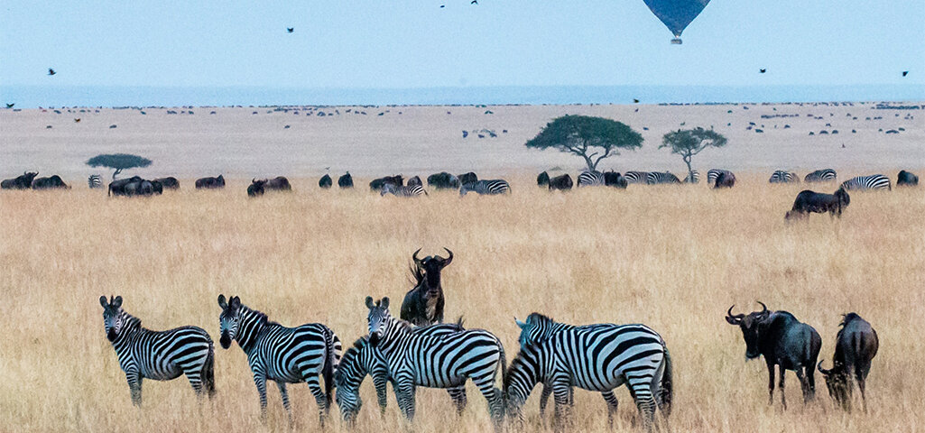 What Are the Best Kenya Safari Travel Packages?