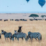 What Are the Best Kenya Safari Travel Packages?