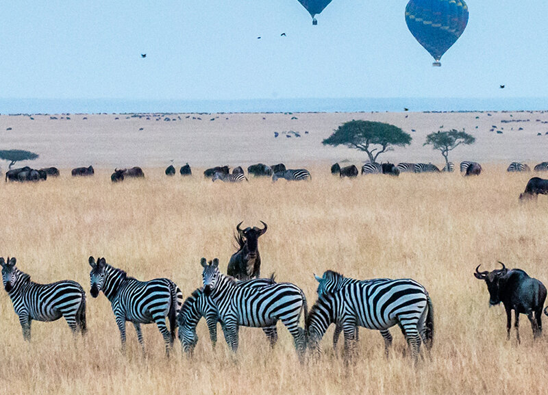What Are the Best Kenya Safari Travel Packages?