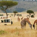 What Are the Best Tsavo Safari Tours?