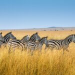 What Are the Best Wildlife Migration Tours in Kenya?
