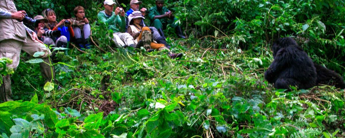 What Are the Rules for Gorilla Trekking in Rwanda