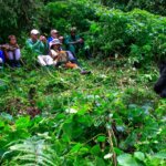 What Are the Rules for Gorilla Trekking in Rwanda