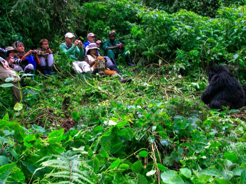 What Are the Rules for Gorilla Trekking in Rwanda