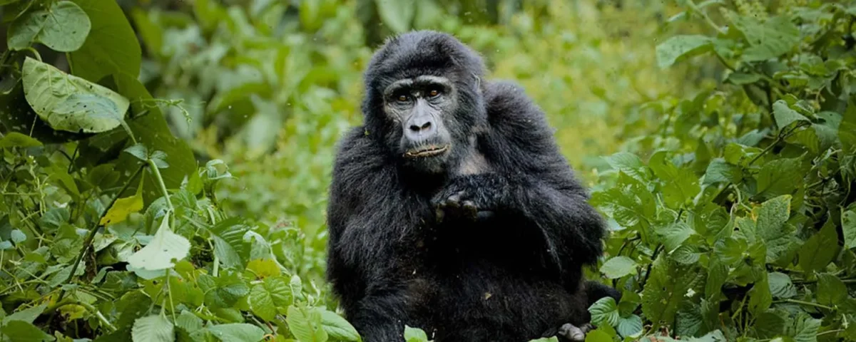 What Is Included in the Rwanda Gorilla Trekking Safari