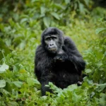 What Is Included in the Rwanda Gorilla Trekking Safari