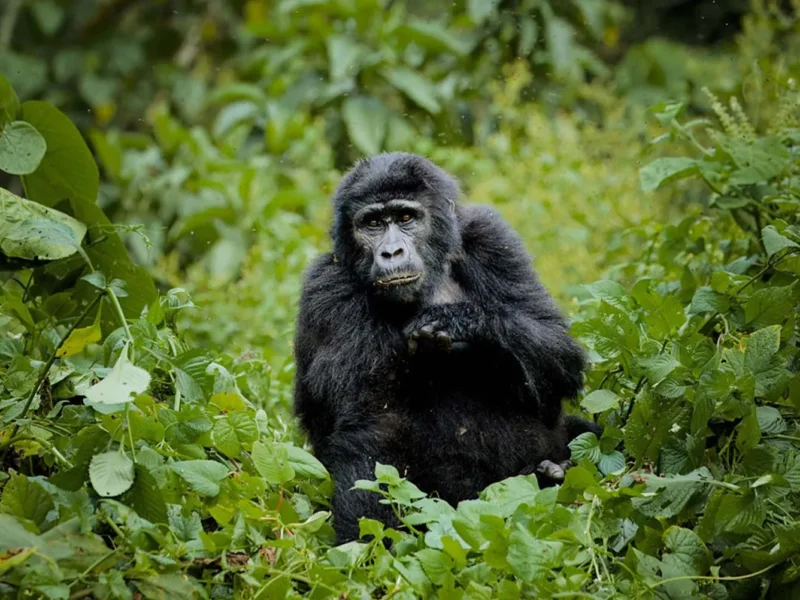 What Is Included in the Rwanda Gorilla Trekking Safari