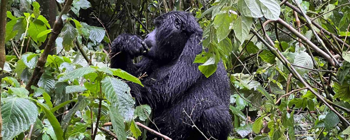 What Makes Rwanda Safaris Unique