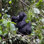 What Makes Rwanda Safaris Unique