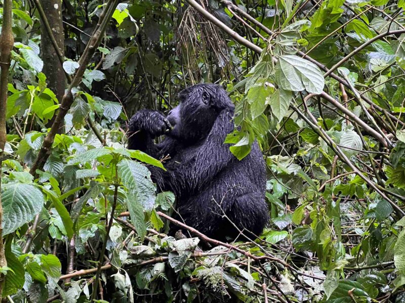 What Makes Rwanda Safaris Unique