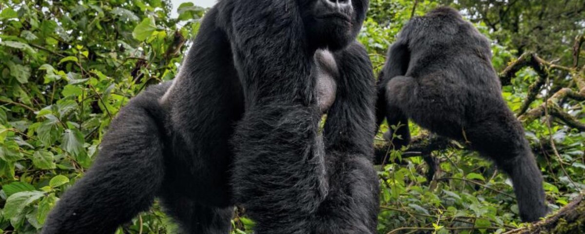 What Should I Expect During a Rwanda Safari