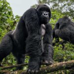 What Should I Expect During a Rwanda Safari