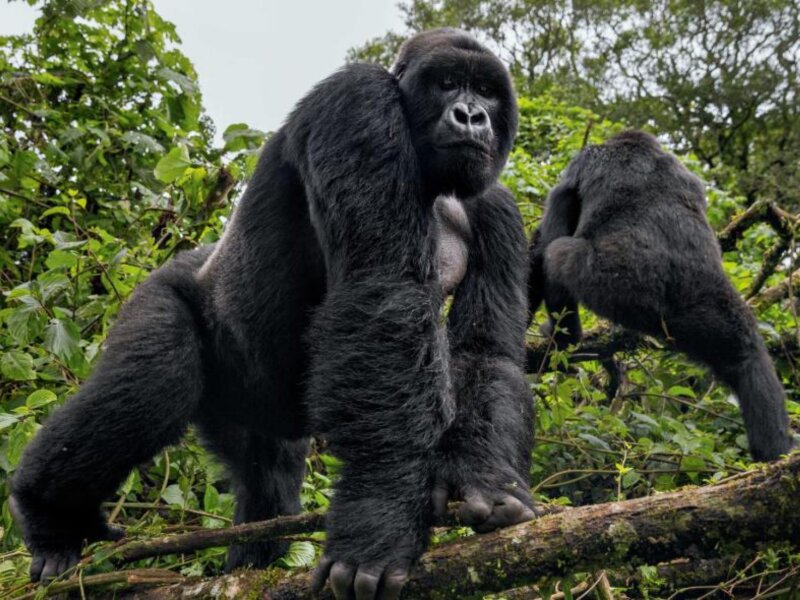 What Should I Expect During a Rwanda Safari