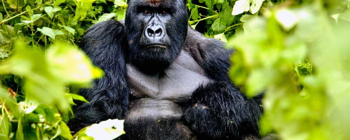 What Should I Pack for Rwanda Gorilla Trekking