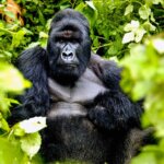 What Should I Pack for Rwanda Gorilla Trekking