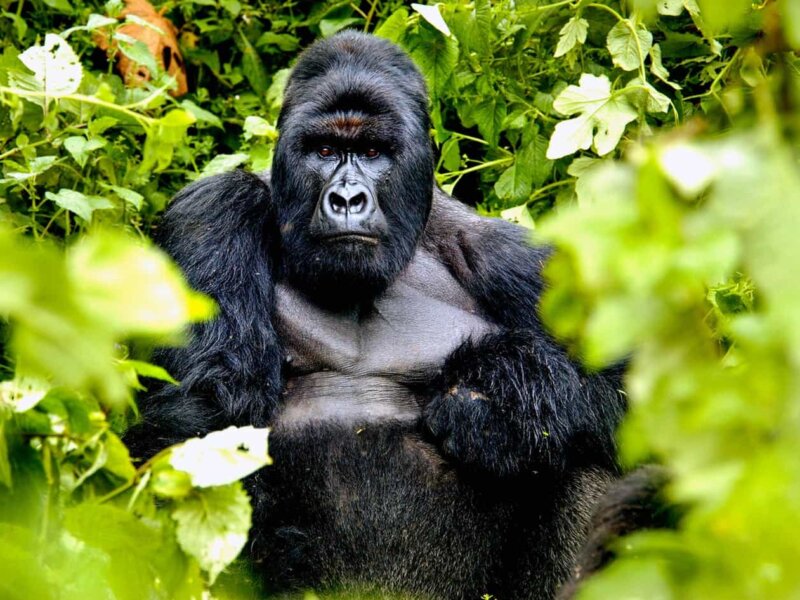 What Should I Pack for Rwanda Gorilla Trekking