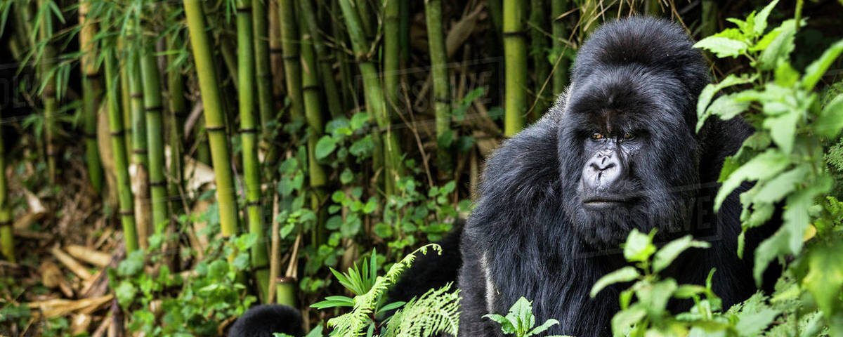 What age is required for gorilla trekking in Rwanda