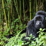 What age is required for gorilla trekking in Rwanda