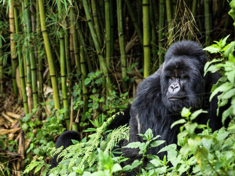 What age is required for gorilla trekking in Rwanda