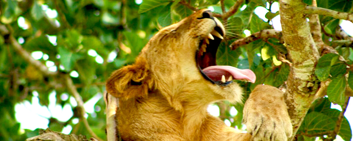 What animals live in Queen Elizabeth National Park