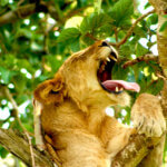 What animals live in Queen Elizabeth National Park