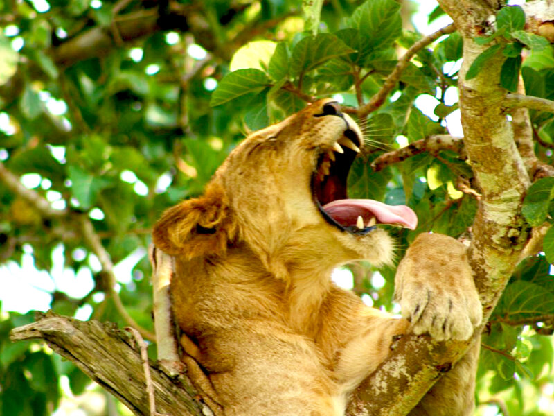What animals live in Queen Elizabeth National Park