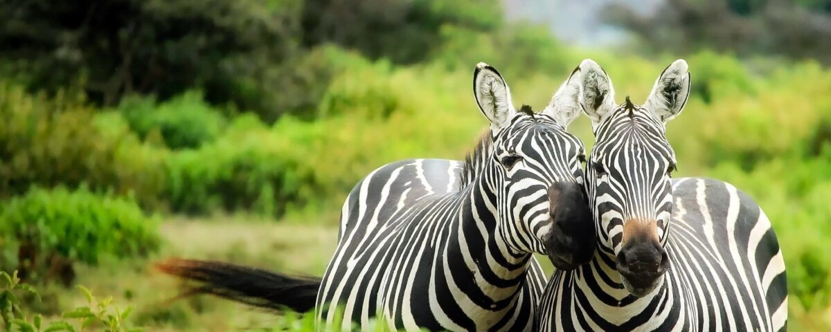 What are the best Kenya safari tours for couples?