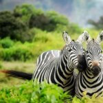 What are the best Kenya safari tours for couples?