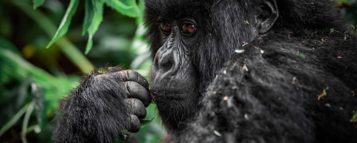 What are the best gorilla trekking tours in Uganda