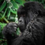 What are the best gorilla trekking tours in Uganda