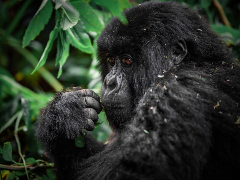 What are the best gorilla trekking tours in Uganda